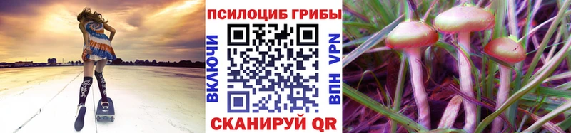 Купить  Велиж  Псилоцибиновые грибы Psilocybine cubensis 